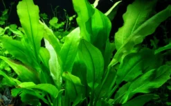 Best Tropica Akvarieplante i potte Echinodorus grisebachii (bleherae) Akvarieplanter