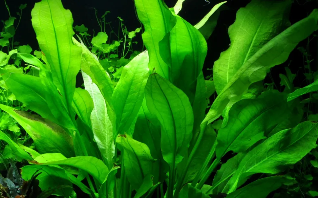 Best Tropica Akvarieplante i potte Echinodorus grisebachii (bleherae) Akvarieplanter
