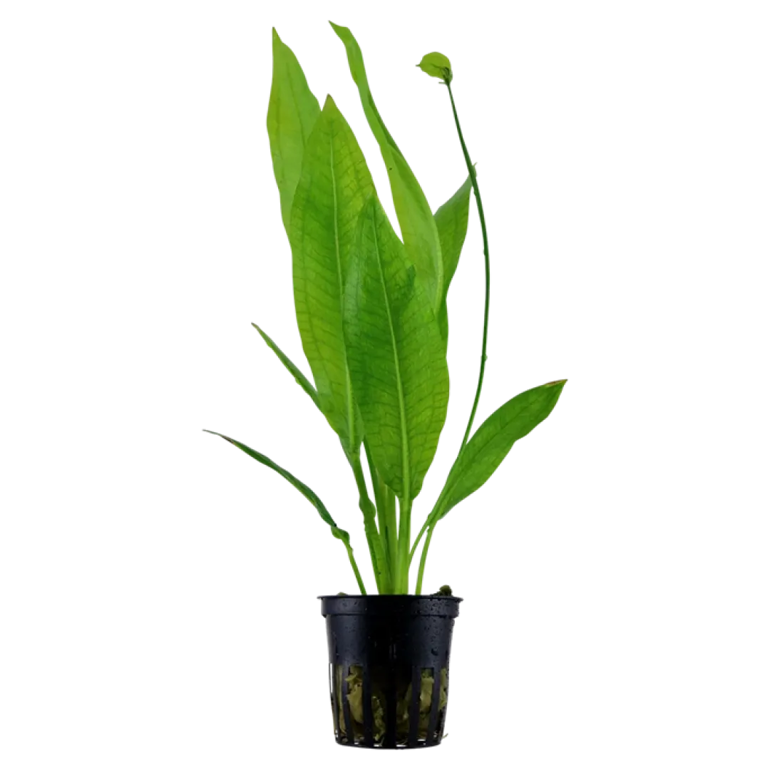 Best Tropica Akvarieplante i potte Echinodorus grisebachii (bleherae) Akvarieplanter