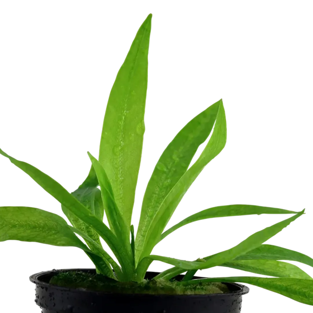 Outlet Tropica Akvarieplante i potte Helanthium bolivianum Quadricostatus Akvarieplanter