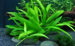 Outlet Tropica Akvarieplante i potte Helanthium bolivianum Quadricostatus Akvarieplanter