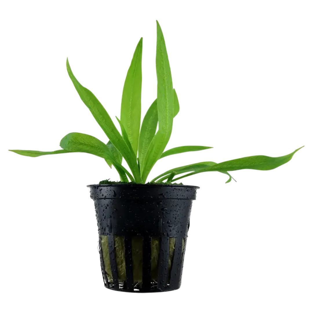 Outlet Tropica Akvarieplante i potte Helanthium bolivianum Quadricostatus Akvarieplanter