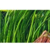 Discount Tropica Akvarieplante i potte Vallisneria spiral (Tiger) Akvarieplanter