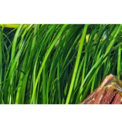 Discount Tropica Akvarieplante i potte Vallisneria spiral (Tiger) Akvarieplanter