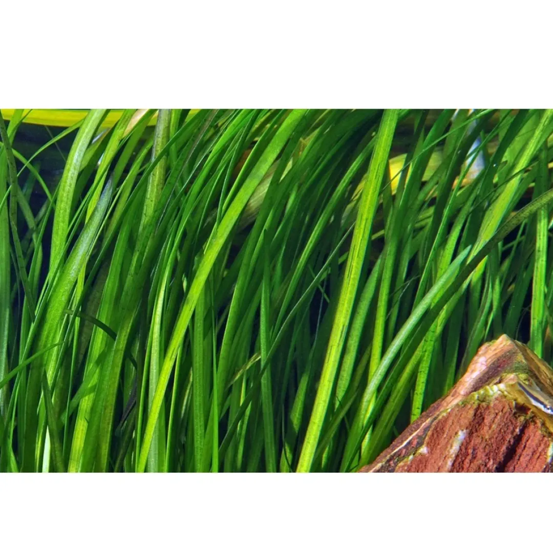 Discount Tropica Akvarieplante i potte Vallisneria spiral (Tiger) Akvarieplanter