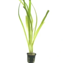 Outlet Tropica Akvarieplante i potte Vallisneria americana gigantea Akvarieplanter