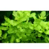 Clearance Tropica Akvarieplante i potte Shinnersia Rivularis Weiss-Grün Akvarieplanter