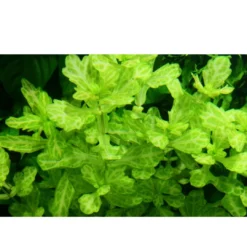 Clearance Tropica Akvarieplante i potte Shinnersia Rivularis Weiss-Grün Akvarieplanter