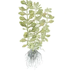 Clearance Tropica Akvarieplante i potte Shinnersia Rivularis Weiss-Grün Akvarieplanter