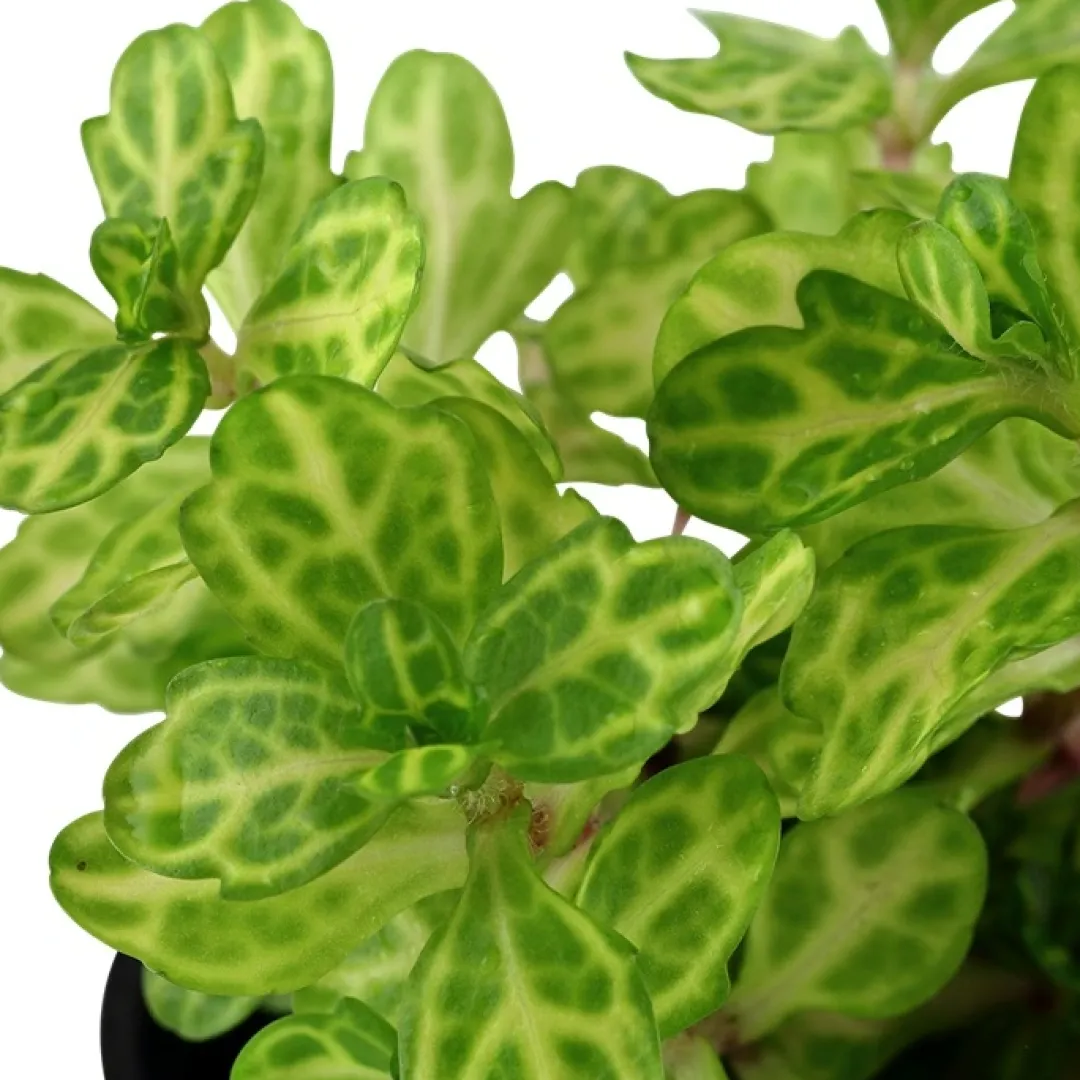 Clearance Tropica Akvarieplante i potte Shinnersia Rivularis Weiss-Grün Akvarieplanter