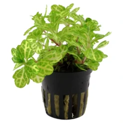 Clearance Tropica Akvarieplante i potte Shinnersia Rivularis Weiss-Grün Akvarieplanter