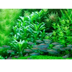Sale Tropica Akvarieplante i potte Lobelia cardinalis Akvarieplanter