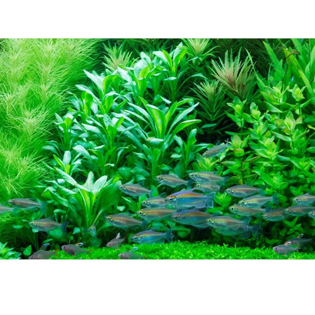 Sale Tropica Akvarieplante i potte Lobelia cardinalis Akvarieplanter