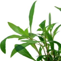 Discount Tropica Akvarieplante i potte Hygrophila Siamensis 53B Akvarieplanter