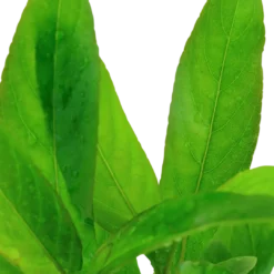 Tropica Akvarieplante i potte Hygrophila Corymbosa Stricta Akvarieplanter