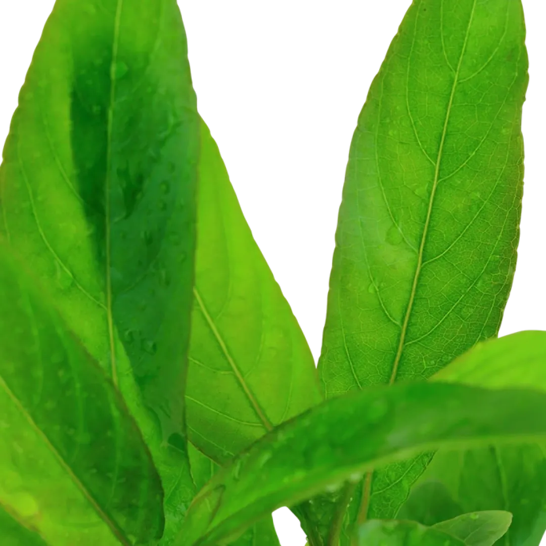 Tropica Akvarieplante i potte Hygrophila Corymbosa Stricta Akvarieplanter