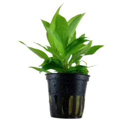 Tropica Akvarieplante i potte Hygrophila Corymbosa Stricta Akvarieplanter