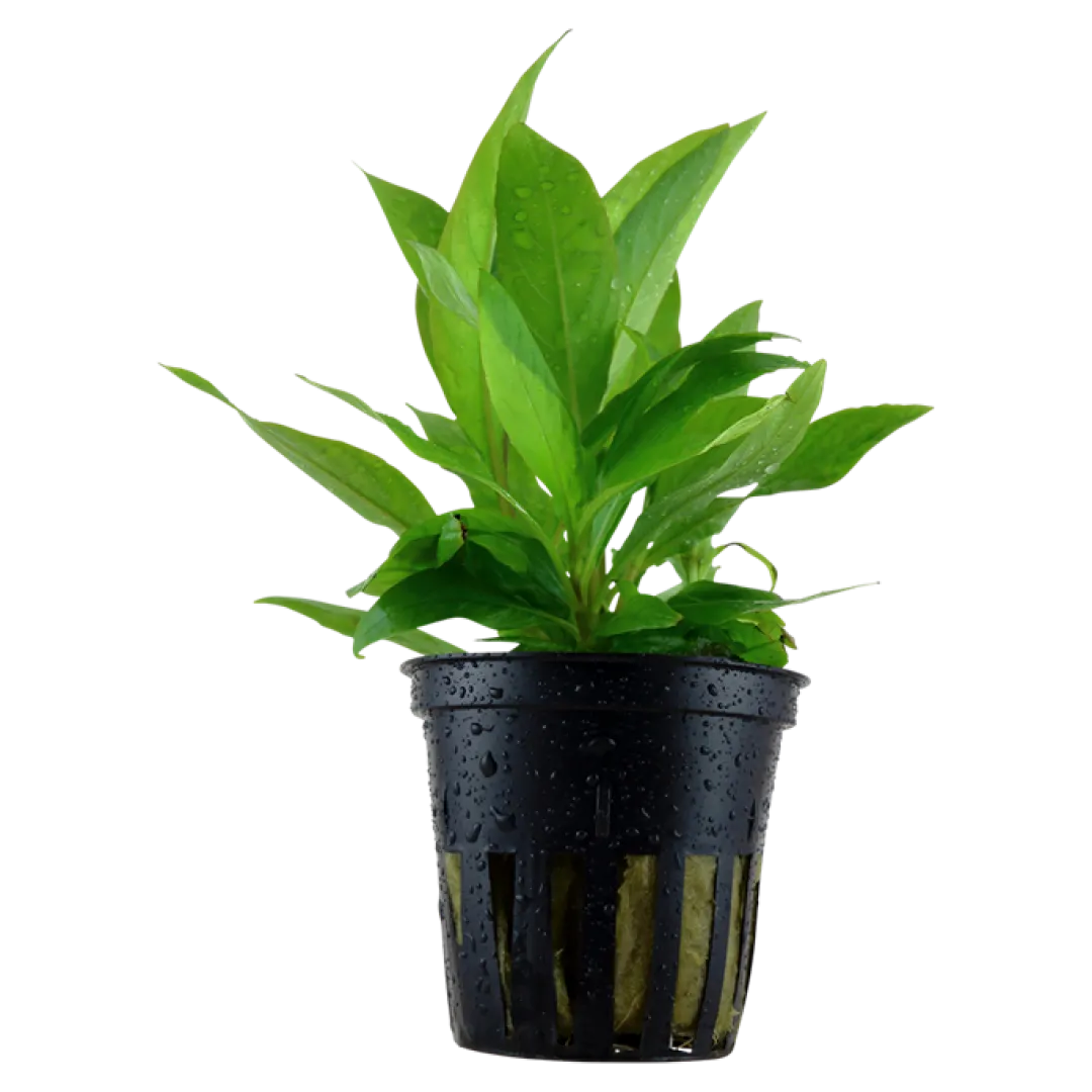 Tropica Akvarieplante i potte Hygrophila Corymbosa Stricta Akvarieplanter