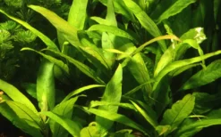 Tropica Akvarieplante i potte Hygrophila Corymbosa Stricta Akvarieplanter