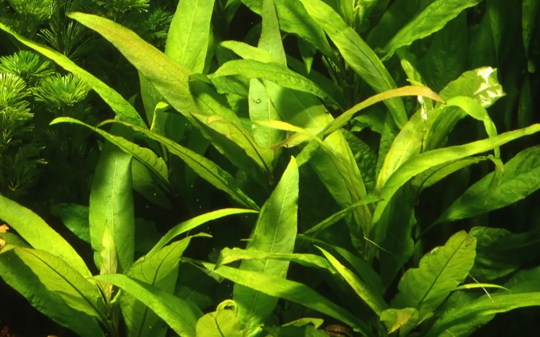 Tropica Akvarieplante i potte Hygrophila Corymbosa Stricta Akvarieplanter