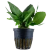Hot Tropica Akvarieplante i potte Hygrophila corymbosa Compact Akvarieplanter