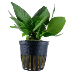 Hot Tropica Akvarieplante i potte Hygrophila corymbosa Compact Akvarieplanter