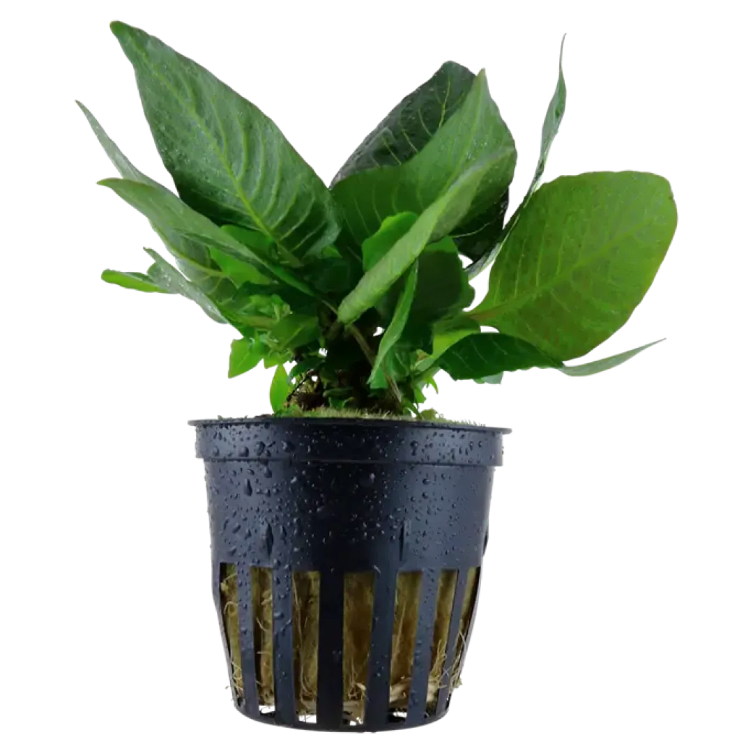 Hot Tropica Akvarieplante i potte Hygrophila corymbosa Compact Akvarieplanter