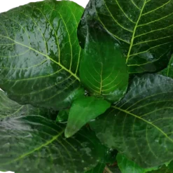 Hot Tropica Akvarieplante i potte Hygrophila corymbosa Compact Akvarieplanter