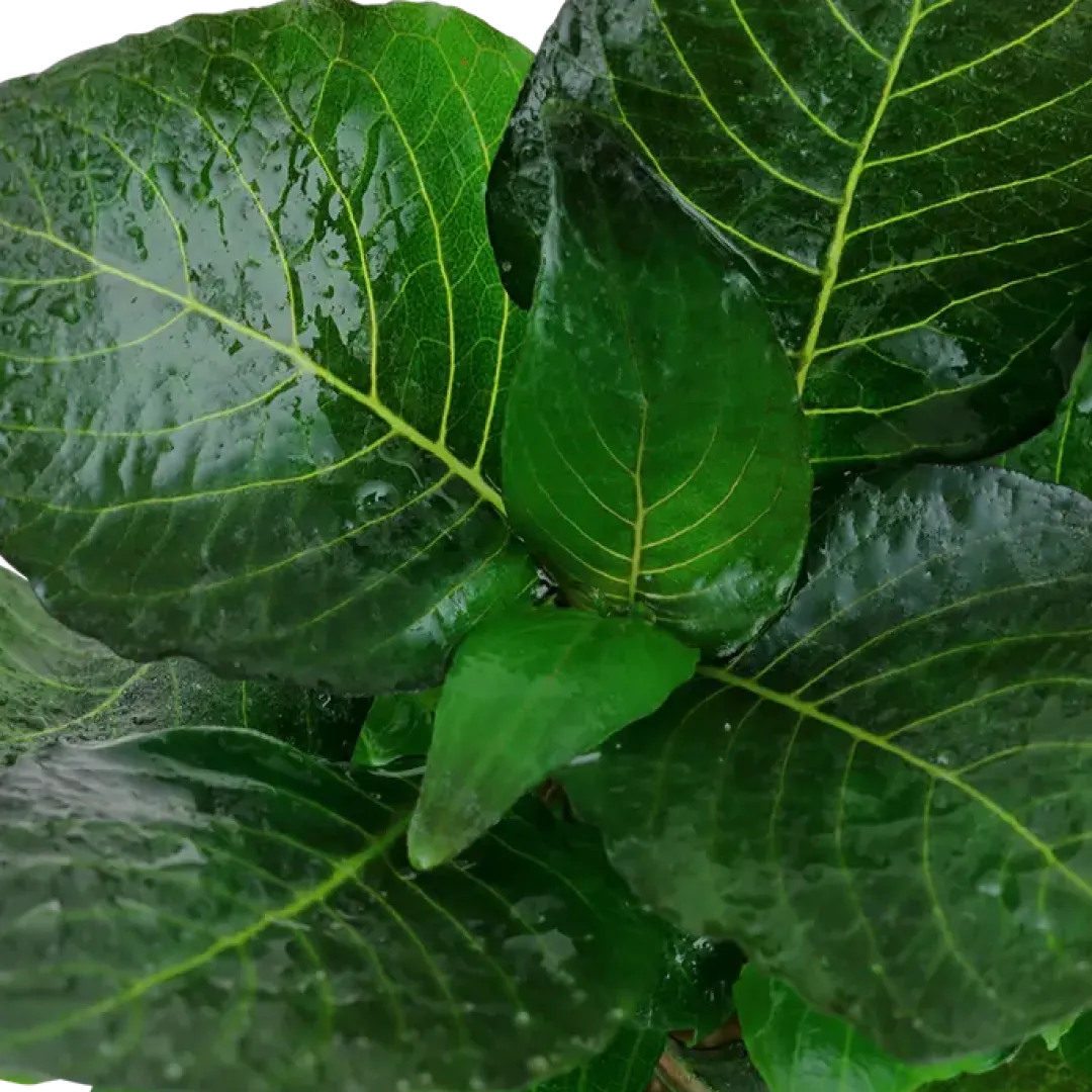 Hot Tropica Akvarieplante i potte Hygrophila corymbosa Compact Akvarieplanter