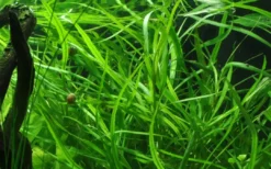 Tropica Akvarieplante i potte Hygrophila costata Akvarieplanter