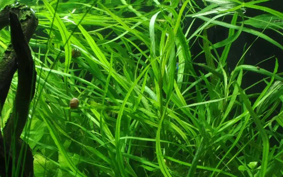 Tropica Akvarieplante i potte Hygrophila costata Akvarieplanter