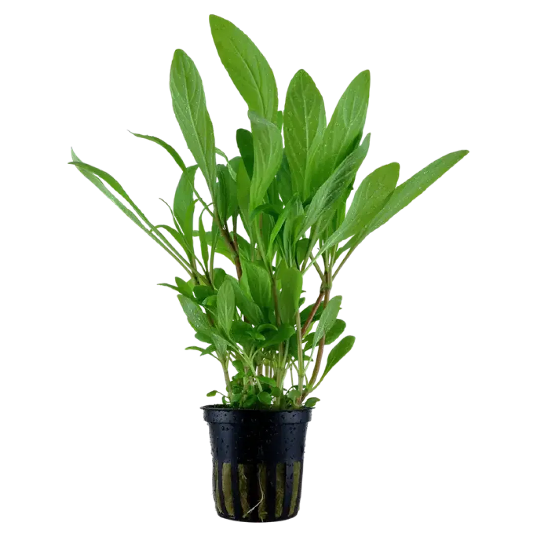 Tropica Akvarieplante i potte Hygrophila costata Akvarieplanter