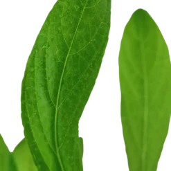 Tropica Akvarieplante i potte Hygrophila costata Akvarieplanter