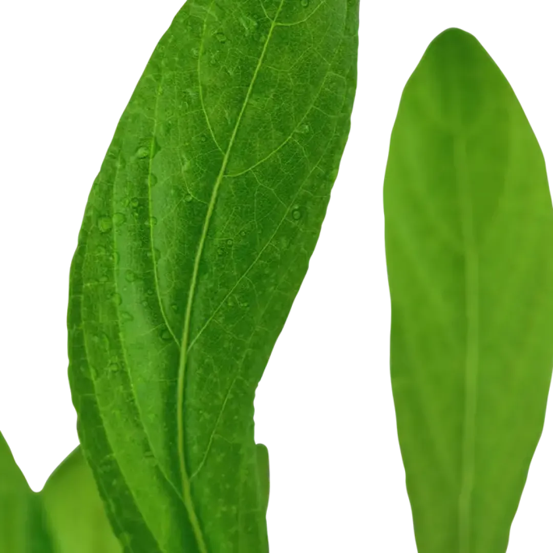 Tropica Akvarieplante i potte Hygrophila costata Akvarieplanter
