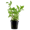 Tropica Akvarieplante i potte Hygrophila polysperma Rosanervig Akvarieplanter