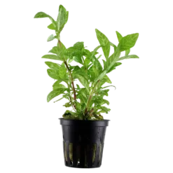 Tropica Akvarieplante i potte Hygrophila polysperma Rosanervig Akvarieplanter