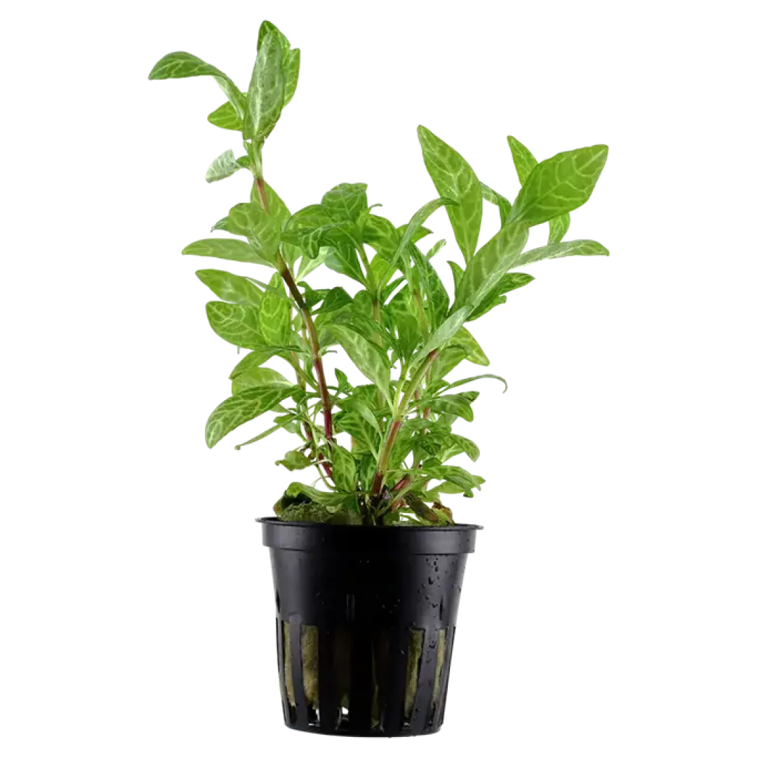 Tropica Akvarieplante i potte Hygrophila polysperma Rosanervig Akvarieplanter