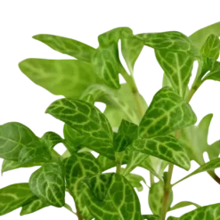 Tropica Akvarieplante i potte Hygrophila polysperma Rosanervig Akvarieplanter