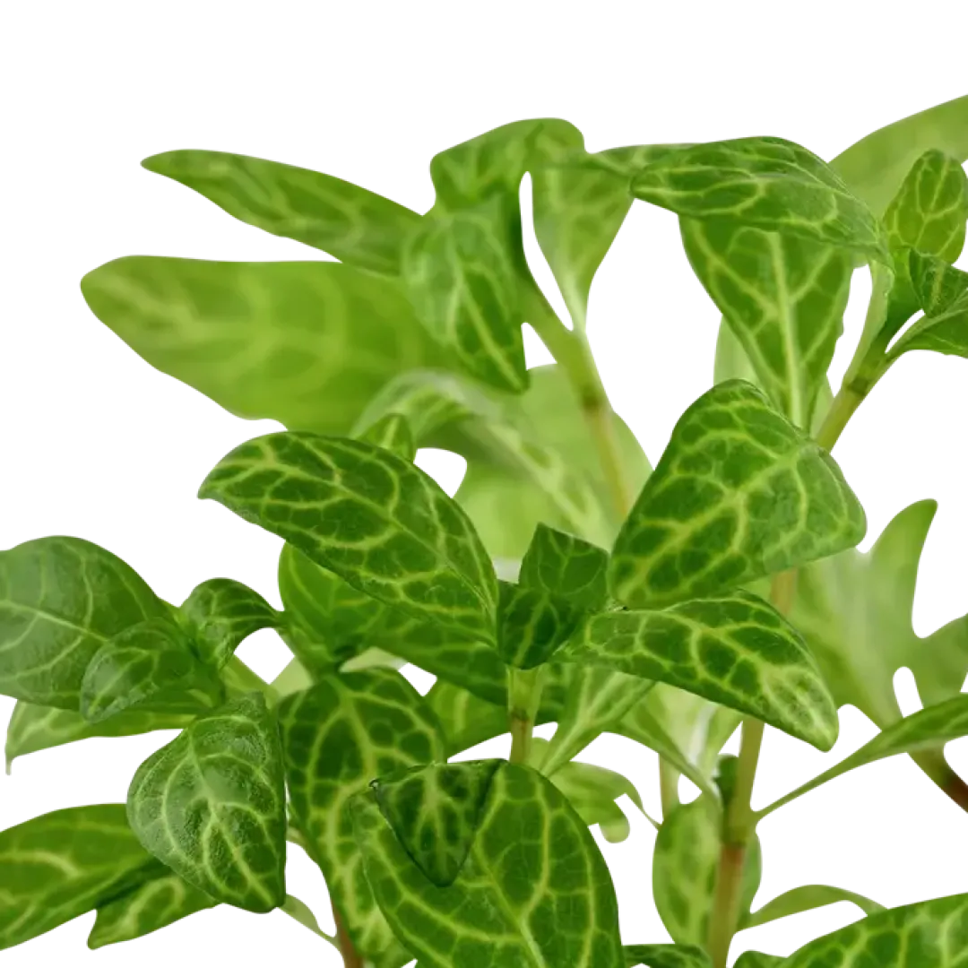 Tropica Akvarieplante i potte Hygrophila polysperma Rosanervig Akvarieplanter