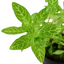 Tropica Akvarieplante i potte Hygrophila polysperma Rosanervig Akvarieplanter