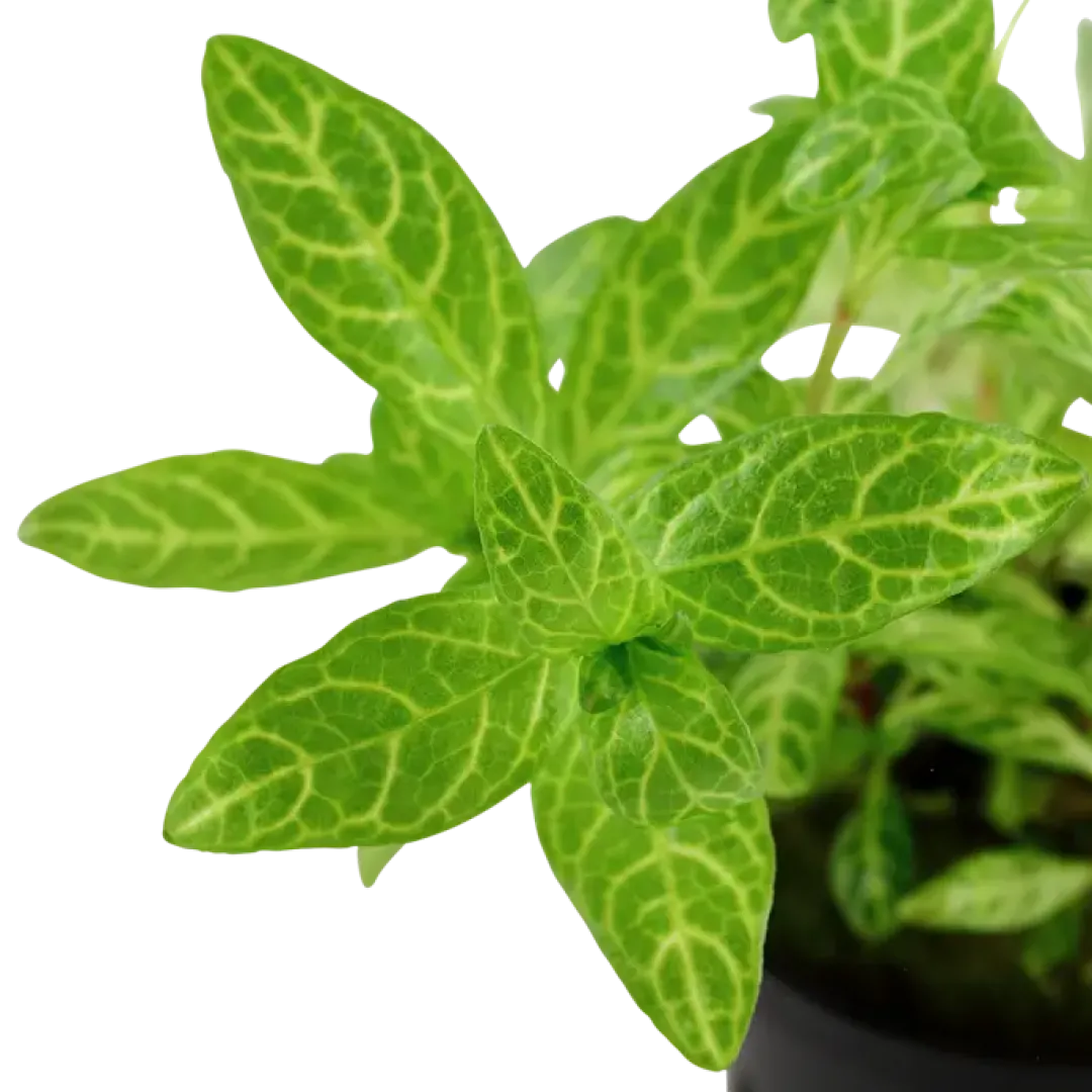 Tropica Akvarieplante i potte Hygrophila polysperma Rosanervig Akvarieplanter