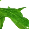 Hot Tropica Akvarieplante i potte Hygrophila polysperma Akvarieplanter