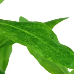 Hot Tropica Akvarieplante i potte Hygrophila polysperma Akvarieplanter