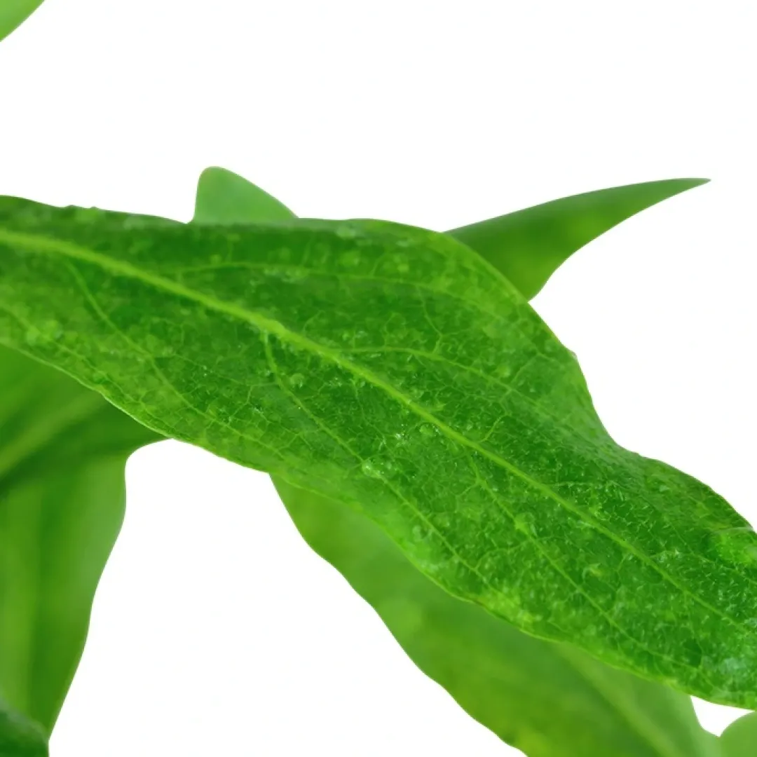 Hot Tropica Akvarieplante i potte Hygrophila polysperma Akvarieplanter