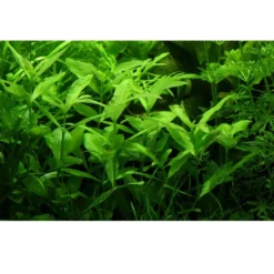 Hot Tropica Akvarieplante i potte Hygrophila polysperma Akvarieplanter