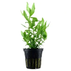 Hot Tropica Akvarieplante i potte Hygrophila polysperma Akvarieplanter