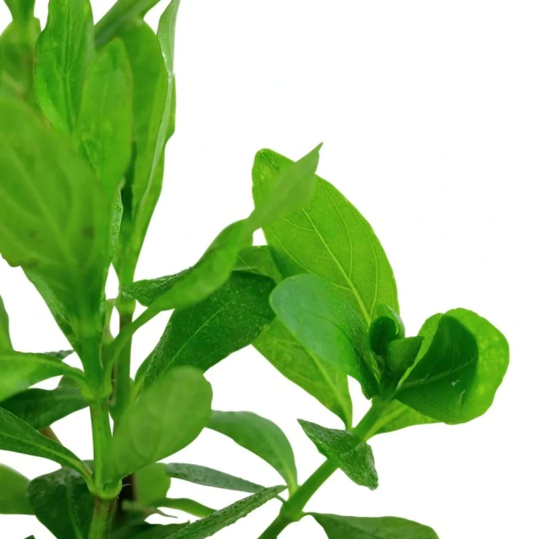 Hot Tropica Akvarieplante i potte Hygrophila polysperma Akvarieplanter