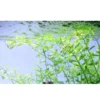Sale Tropica Akvarieplante i potte Micranthemum umbrosum Akvarieplanter