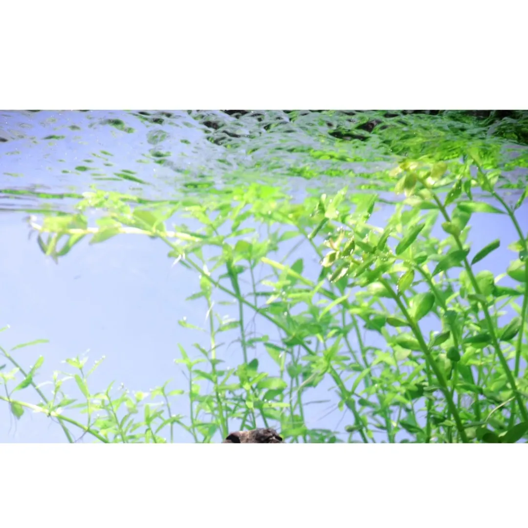 Sale Tropica Akvarieplante i potte Micranthemum umbrosum Akvarieplanter