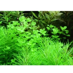 Sale Tropica Akvarieplante i potte Micranthemum umbrosum Akvarieplanter